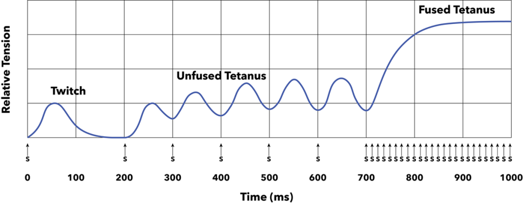 Graph comparing a single muscle twitch, unfused tetanus, and fused tetanus.