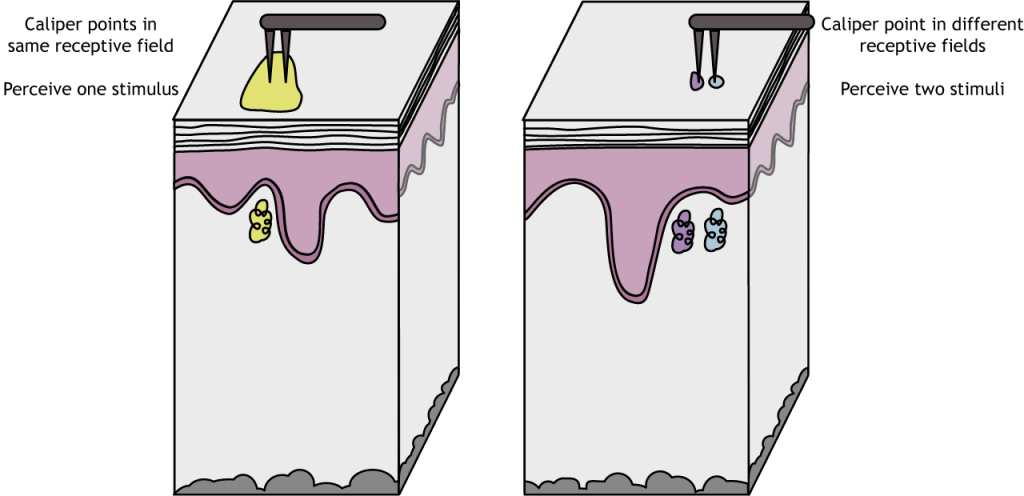 Illustration of calipers interacting with receptive fields of different sizes.