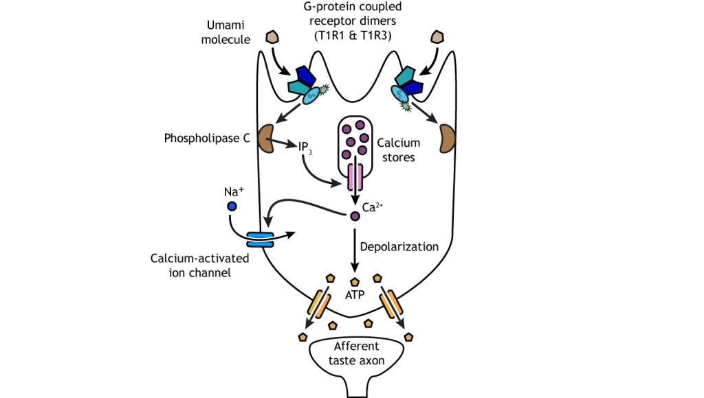 Illustration of umami taste transduction pathway.