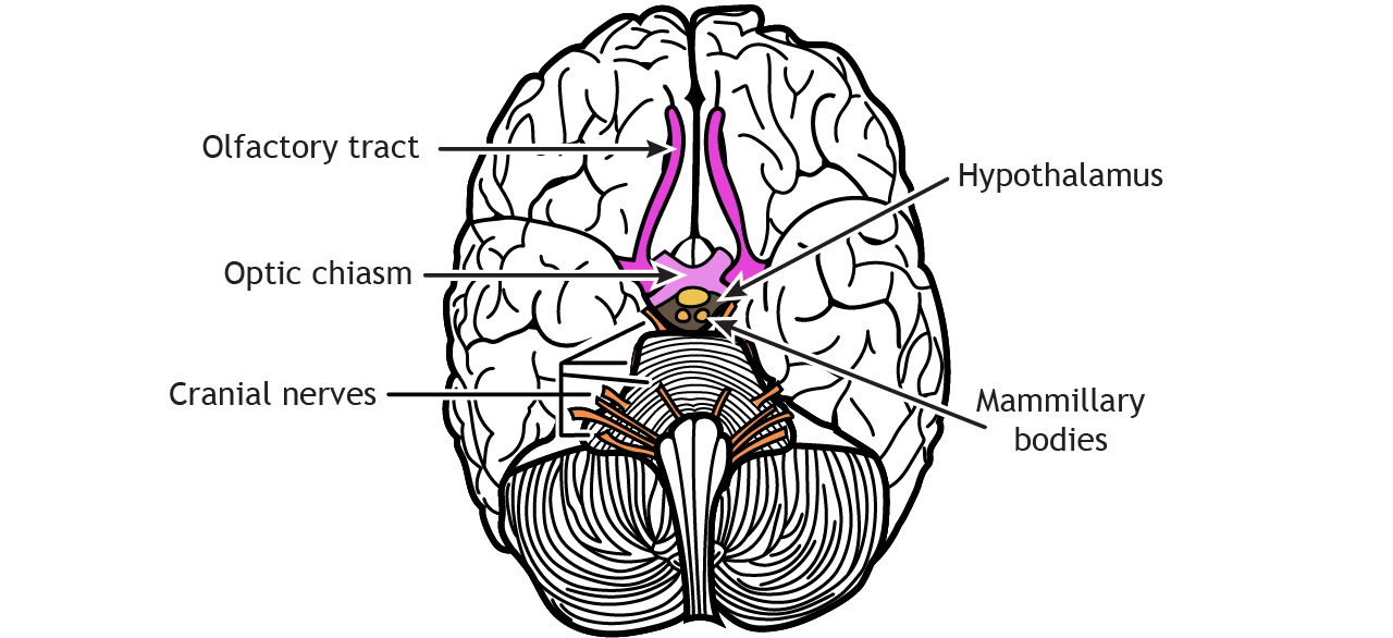 Illustration of the nerves and hypothalamus on the ventral surface of the brain. Details in text and caption.