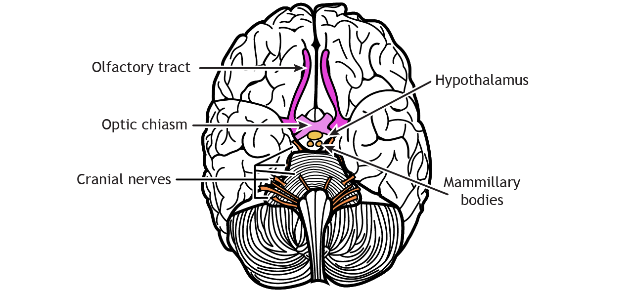 Illustration of the nerves and hypothalamus on the ventral surface of the brain.