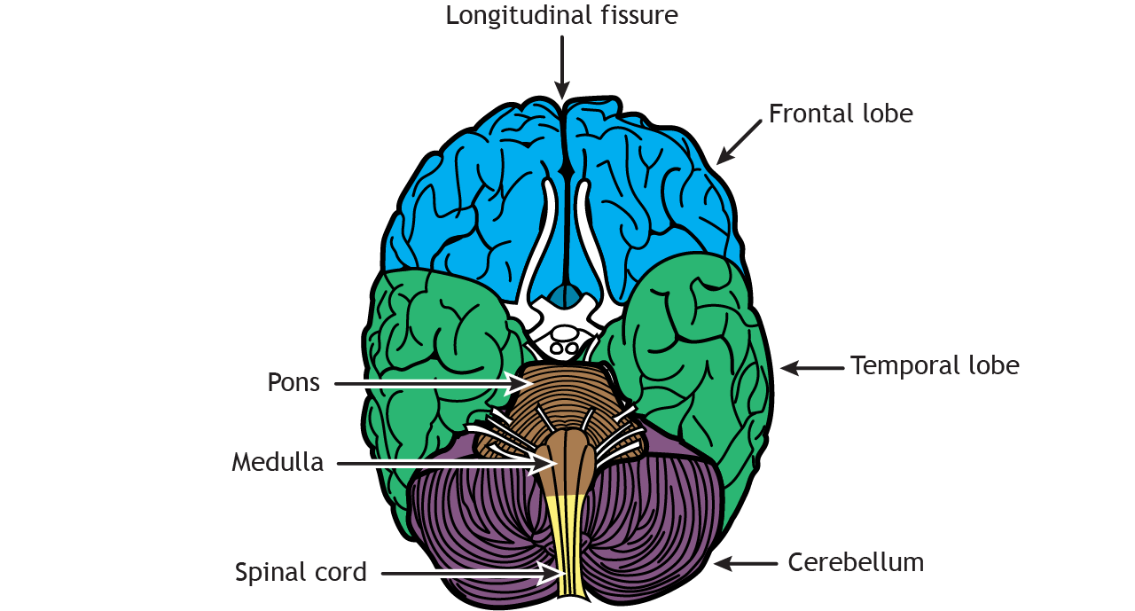 Illustration of the ventral surface of the brain.