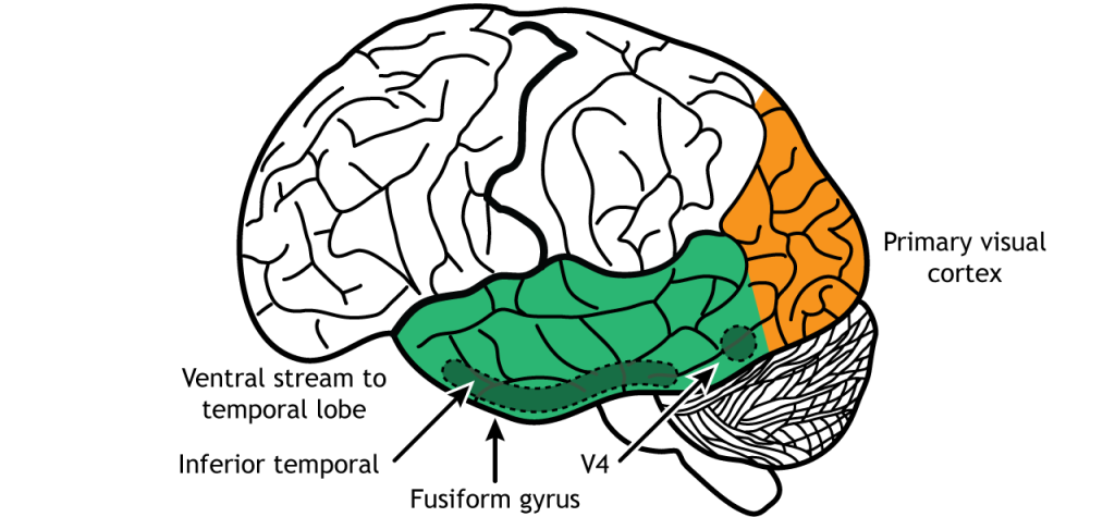 Illustration of the ventral stream through V4, the inferior temporal lobe, and the fusiform gyrus.