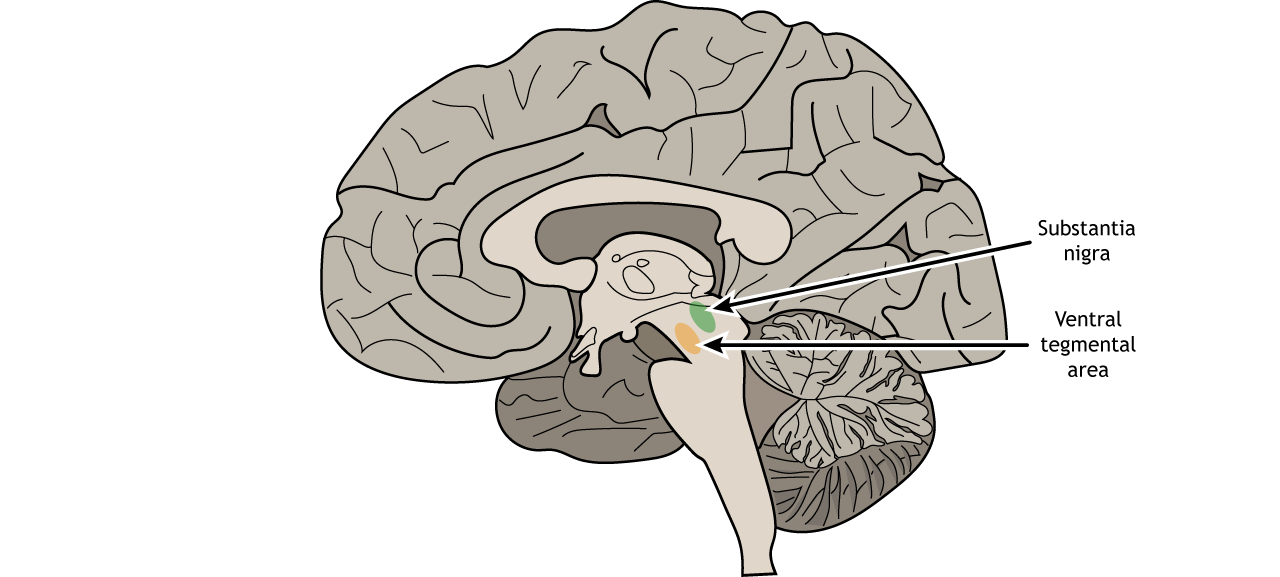 Sagittal section of the brain showing the ventral tegmental area and substantia nigra.