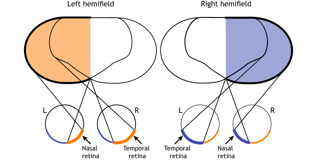 Illustration of the hemifields. Details in caption.