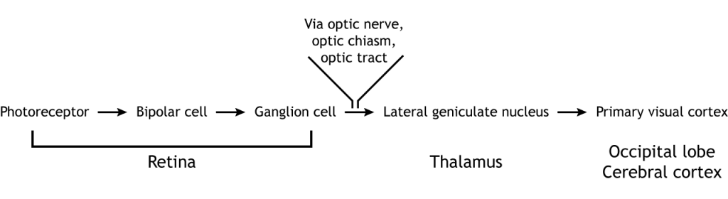 Visual pathway in text. Details in caption.