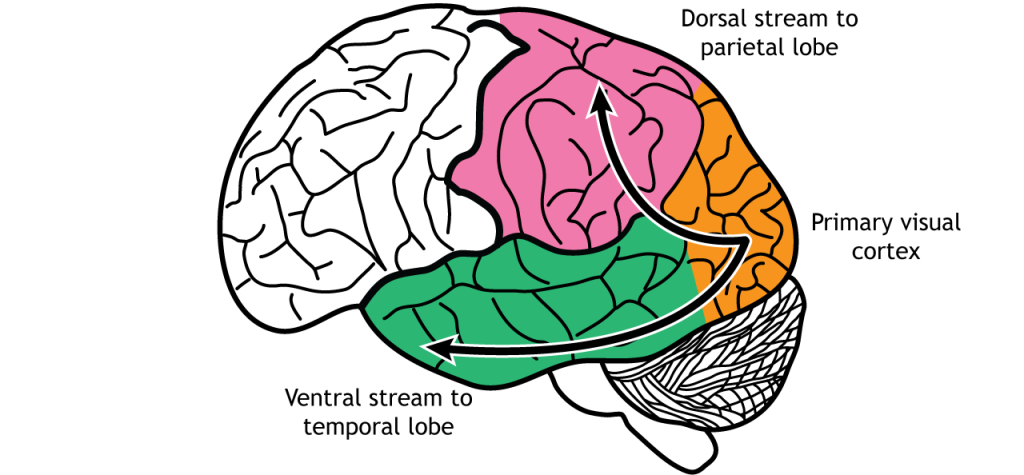 Illustration of brain showing dorsal and ventral visual processing streams.