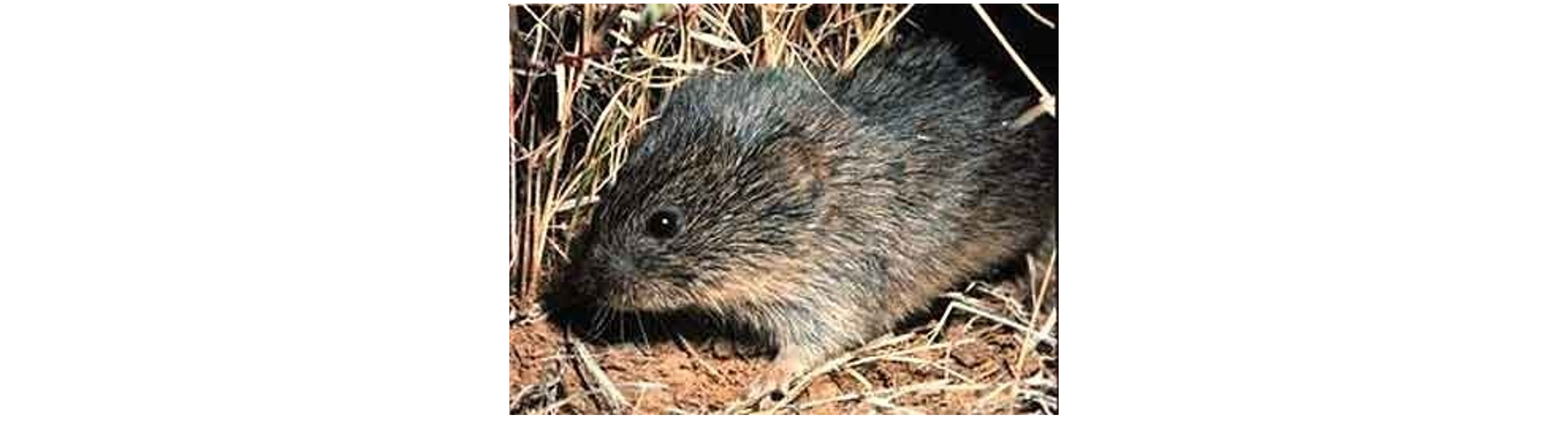 Prairie vole.