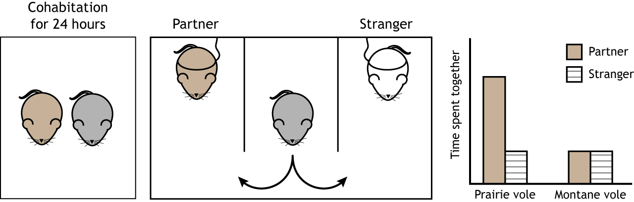 Partner preference test and results in voles.