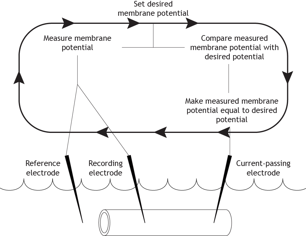 Steps that occur during the voltage clamp experiment. Details in caption.