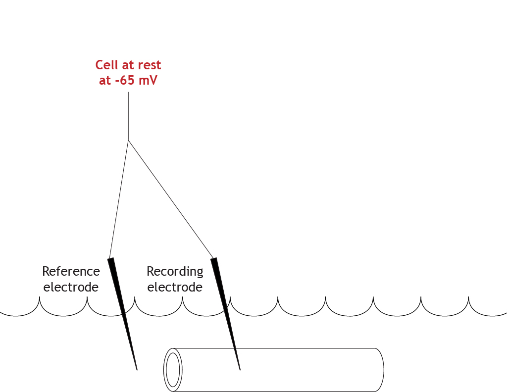 Illustrated axon with resting membrane potential of -65 mV. Details in caption.