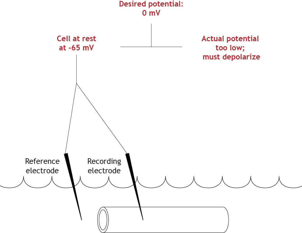 Illustrated voltage clamp experiment comparing actual and set membrane potential values. Details in caption.