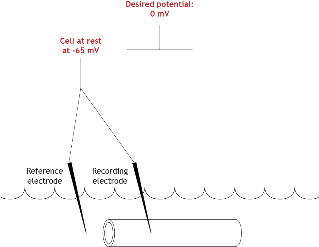 Illustrated voltage clamp experiment with a set clamped value of 0 mV. Details in caption.