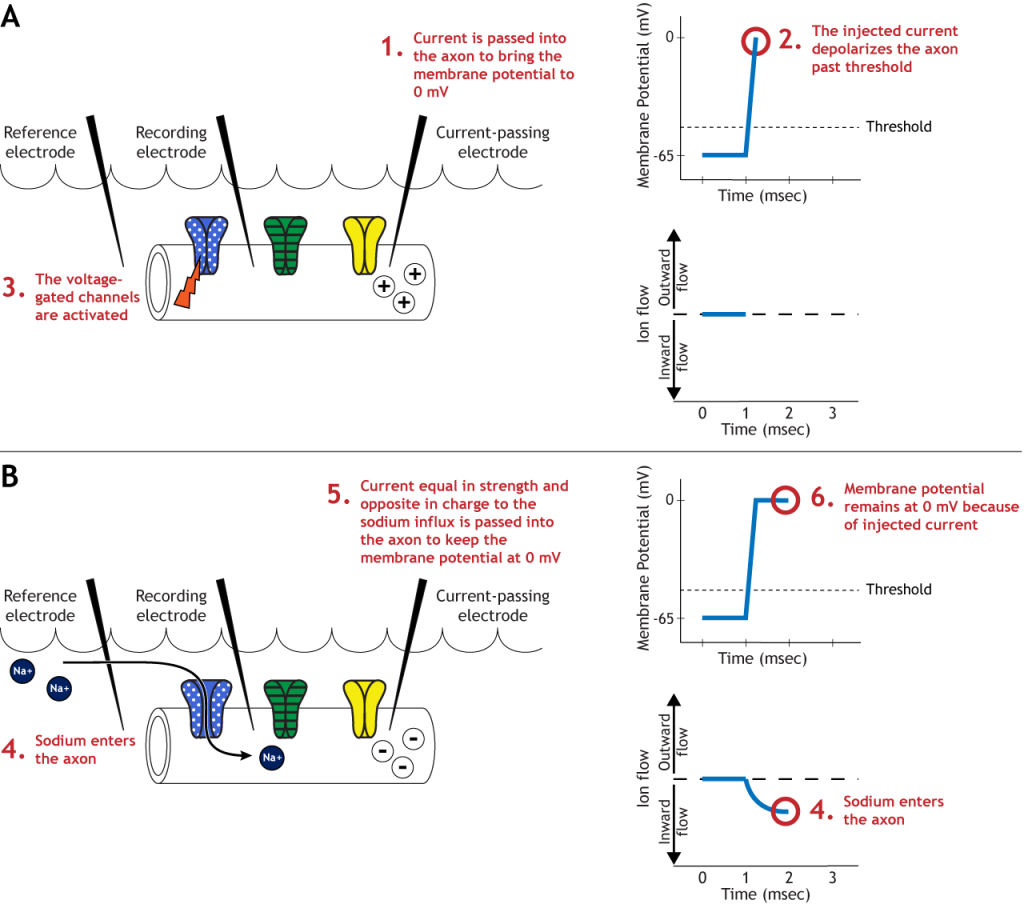 Illustrated axon, membrane potential graph, and ion flow graph showing voltage-gated sodium action during the voltage clamp experiment. Details in caption.