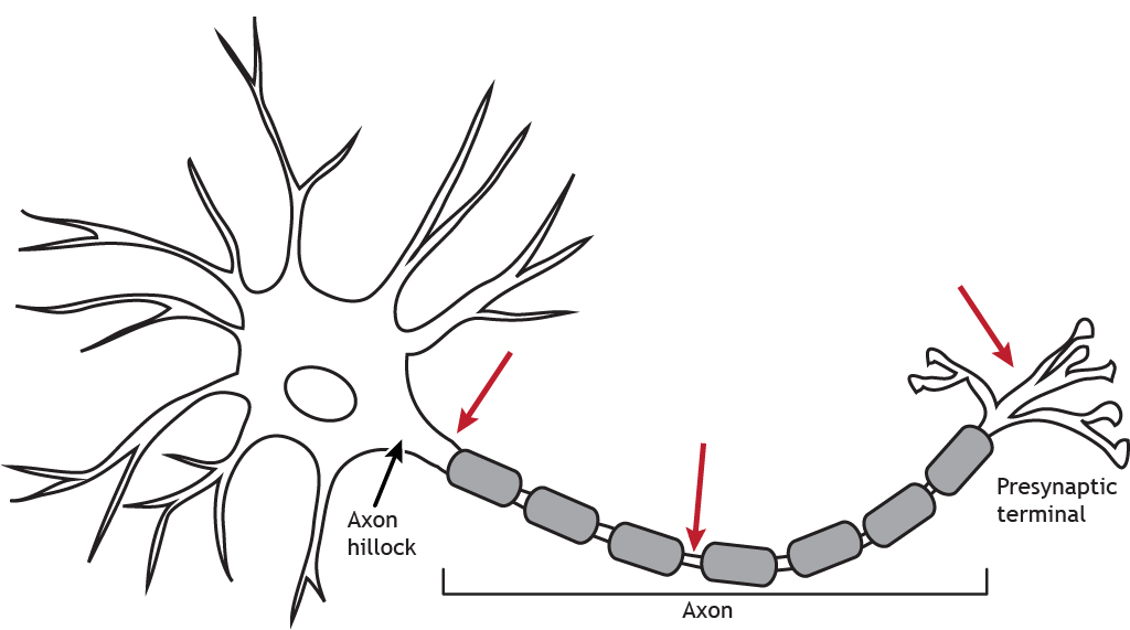 Illustrated neuron with arrows indicating location of voltage-gated channels along axon and terminal.