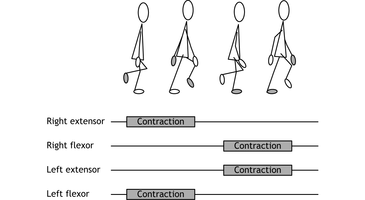 Illustration of a stick person walking and contractile status of leg muscles. Details in caption.