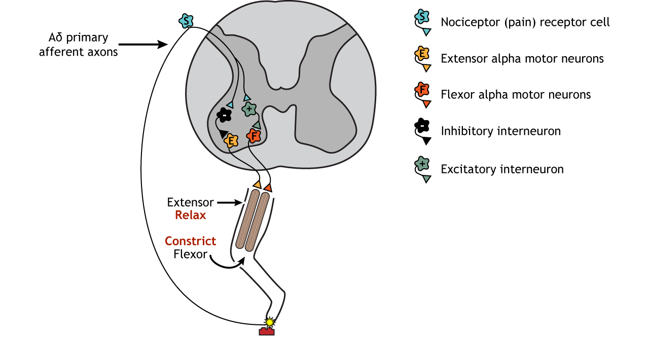 Illustration of leg and spinal cord showing synapses involved in the withdrawal reflex. Details in caption.