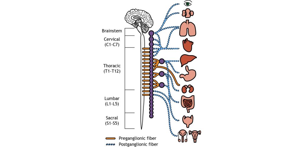 Illustration of the location of pre- and postganglionic neurons of the sympathetic nervous system.