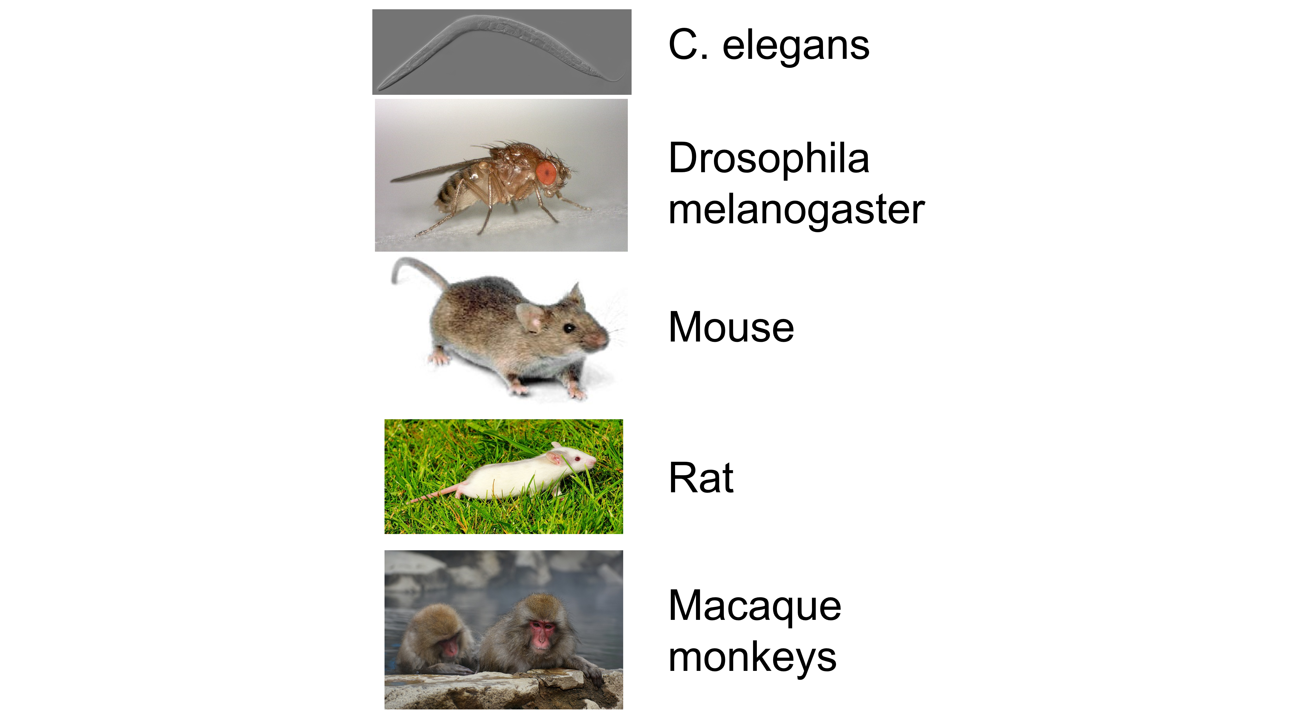 Image showing different animal models in neuroscience. Details provided in the text.