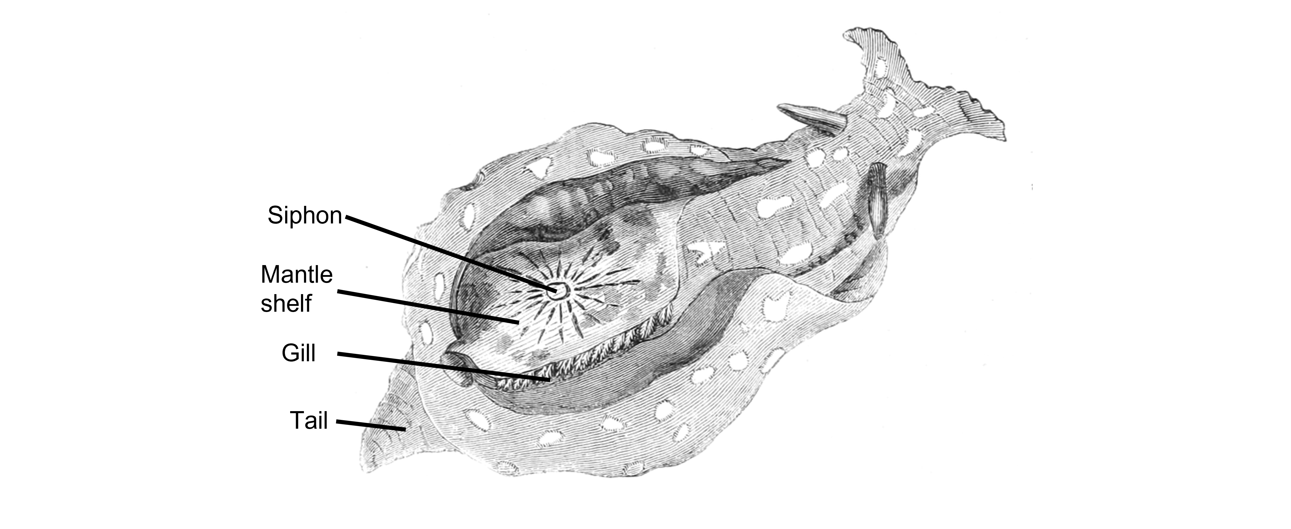 The Aplysia has simple anatomy. Details in caption and text.