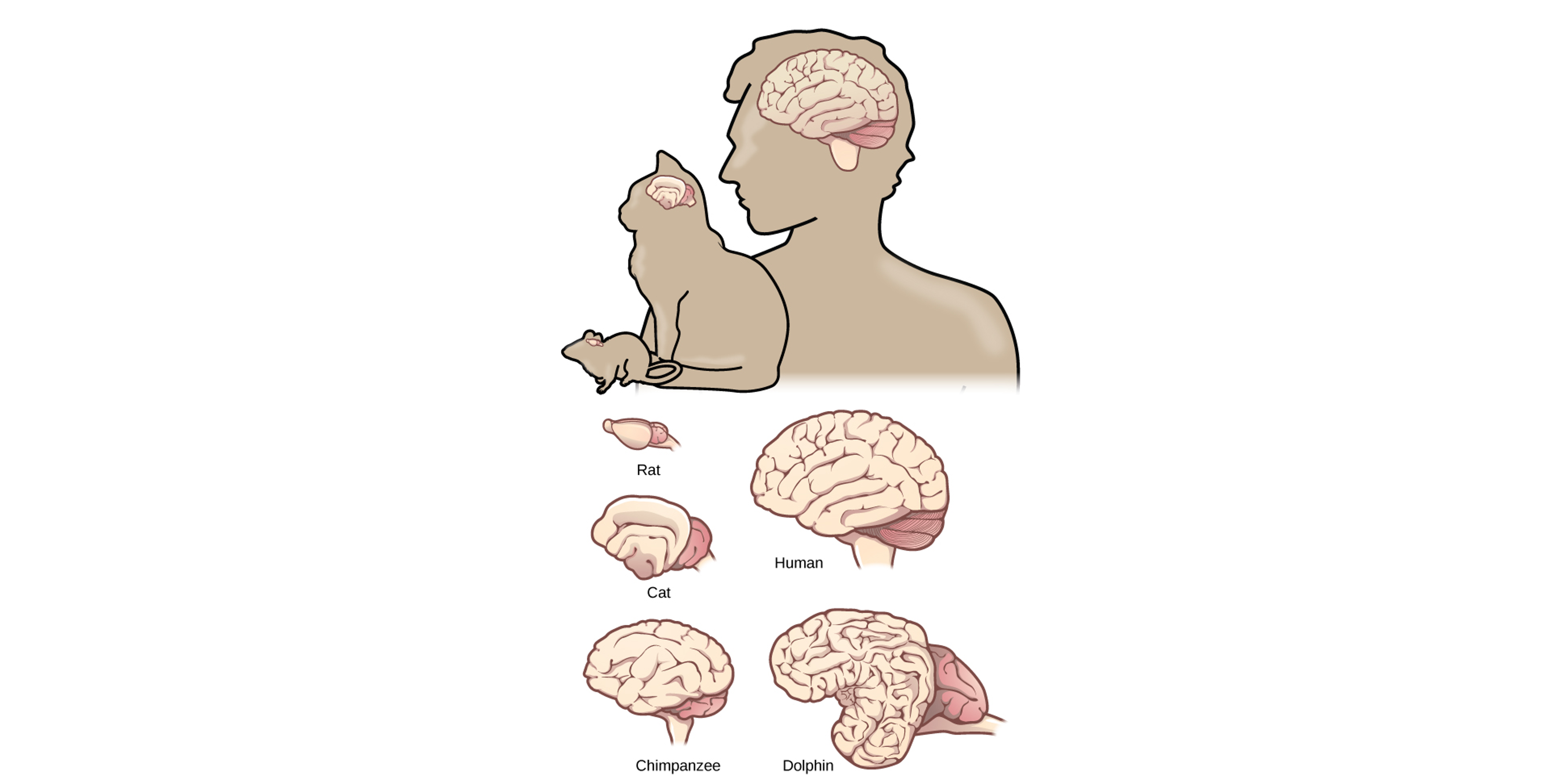 Image comparing brain sizes between different vertebrate mammals.