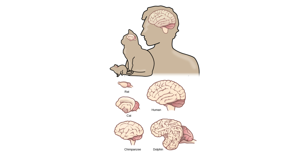 Image comparing brain sizes between different vertebrate mammals.