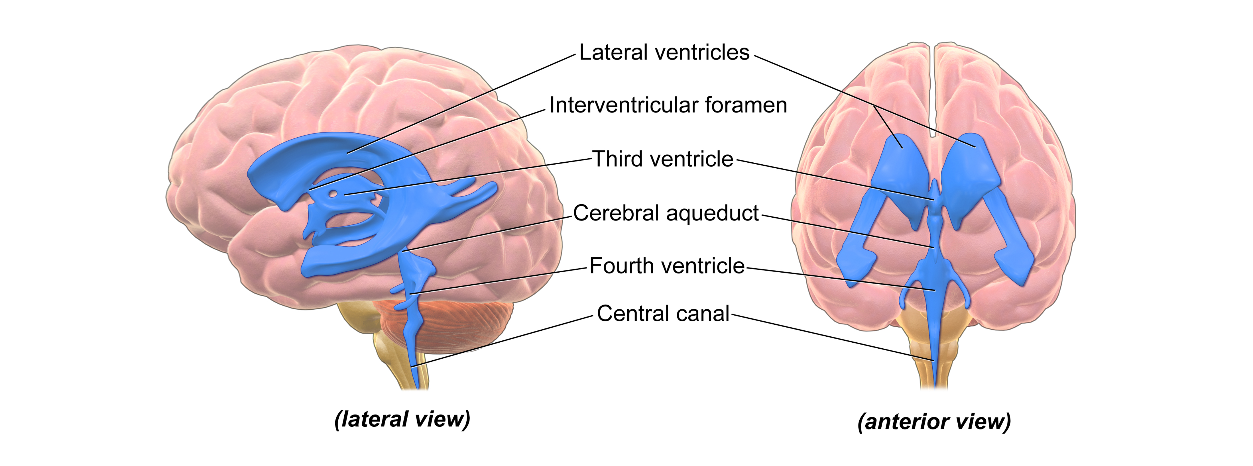 Image of ventricles of the brain and the central canal of the spinal cord. Details in the text.