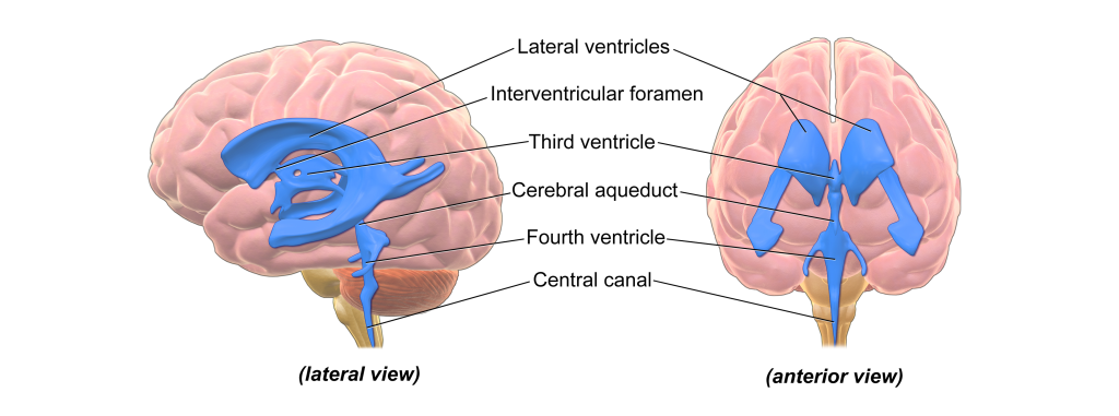 Ventricles of the brain and the central canal of the spinal cord.