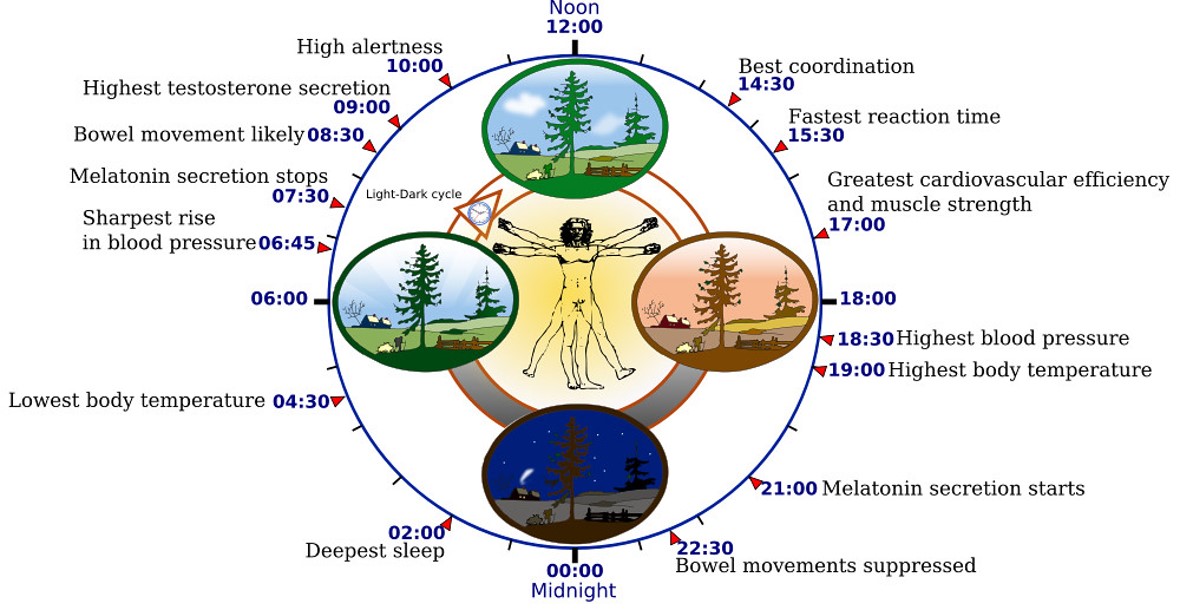 Circadian rhythms of the human body timeline.