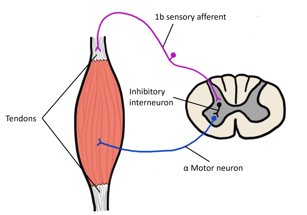 Golgi tendon organ signaling.