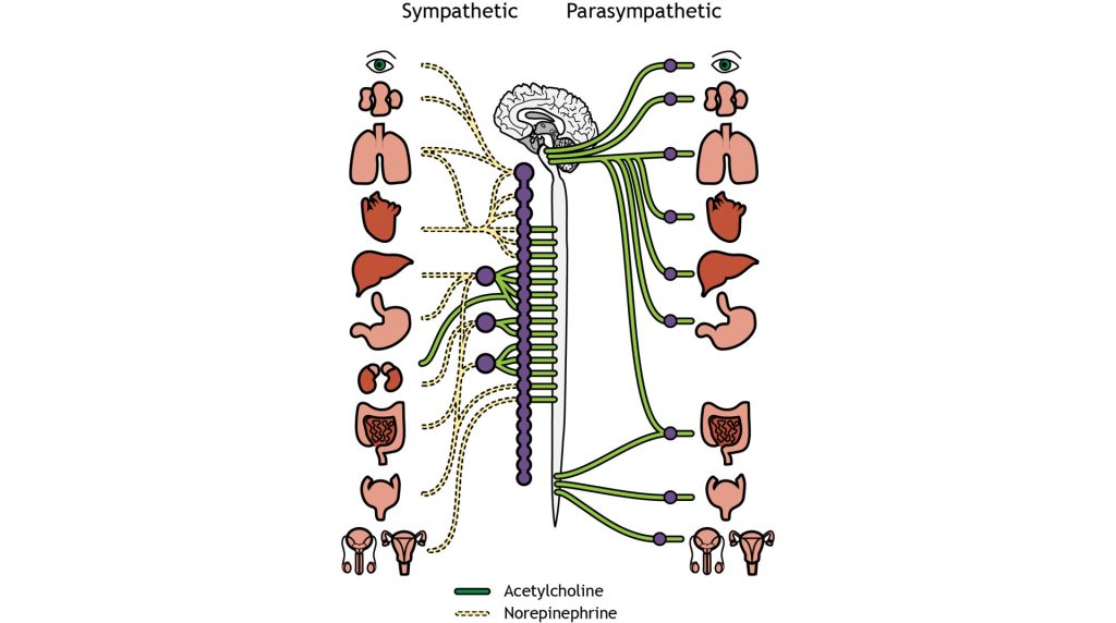 Illustration of the neurotransmitters used by the pre- and postganglionic neurons of both the sympathetic and parasympathetic nervous system.