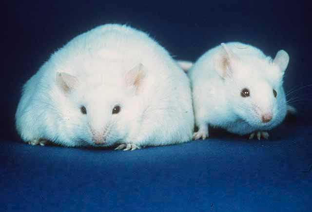 Picture of an ob / ob mouse and a normal mouse.