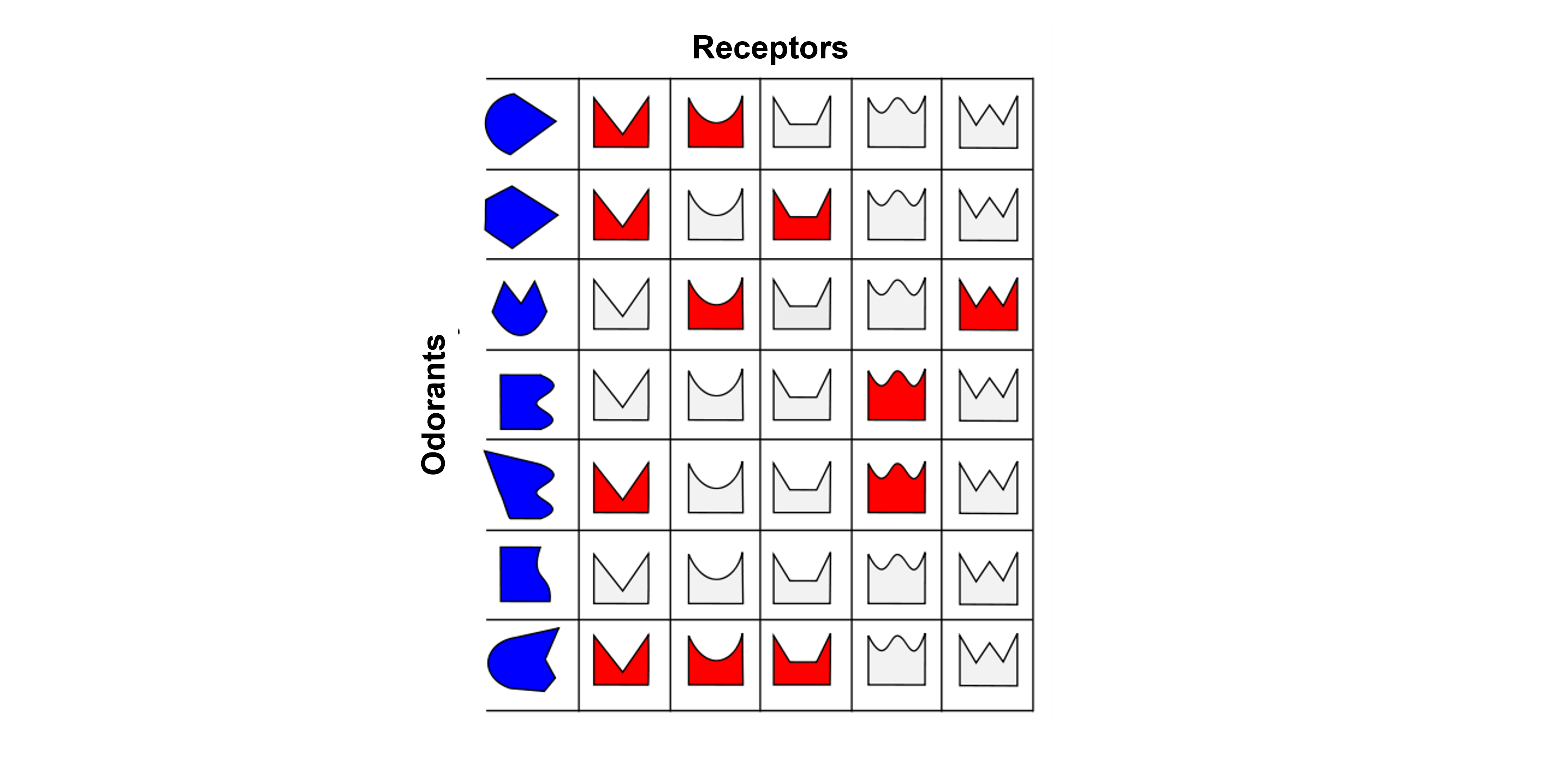 Image of odorant receptor proteins. Details in caption and text.