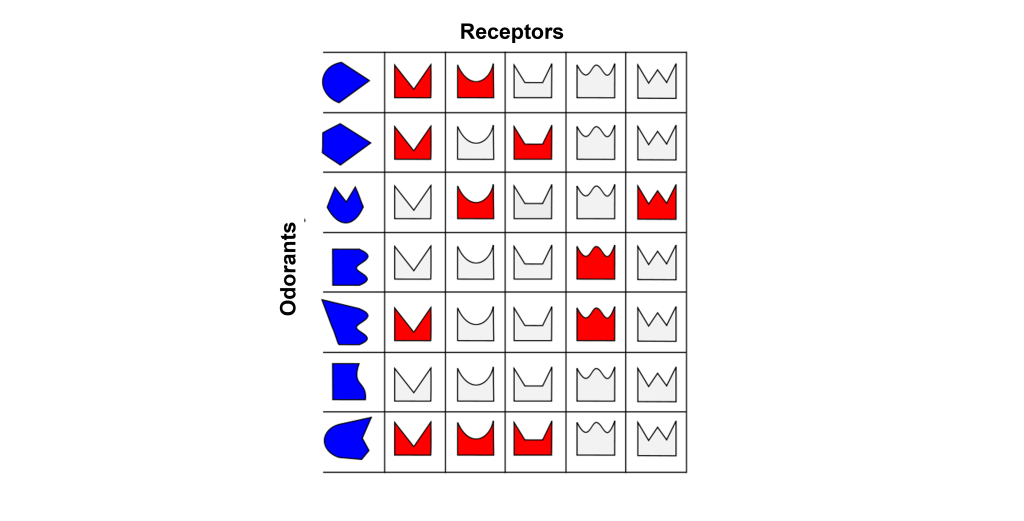 Image of odorant receptor proteins. Details in caption and text.