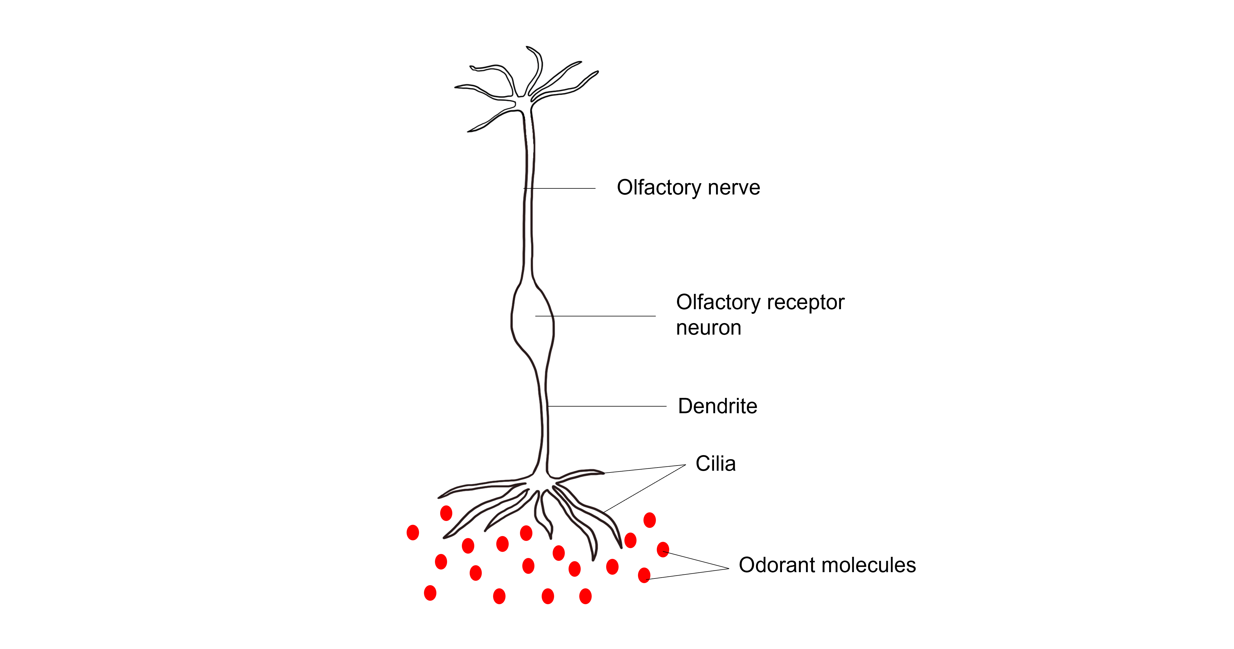 Image of structure of olfactory receptor neuron. Details in caption and text. 