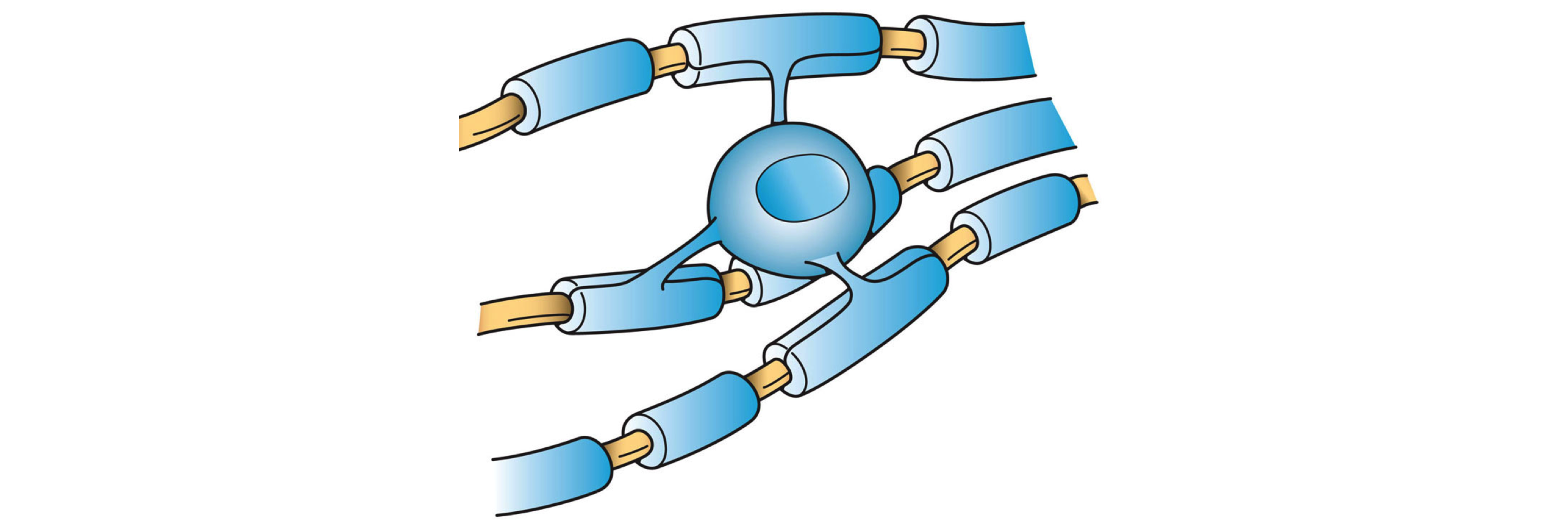 Image of an oligodendrocyte myelinating multiple neuron axons