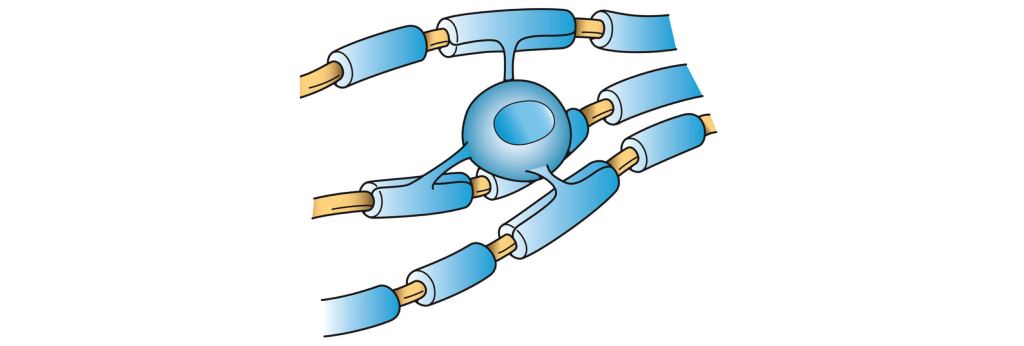 Image of an oligodendrocyte myelinating multiple neuron axons