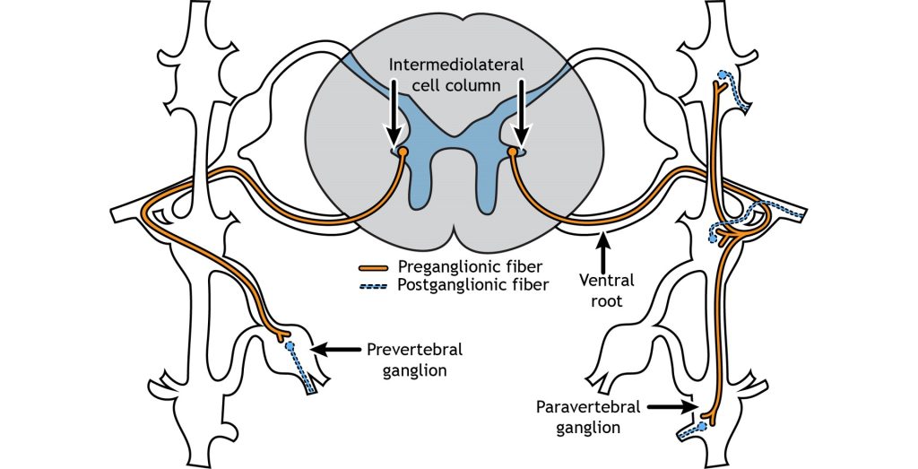 Peripheral Nervous System – Introduction to Neurobiology