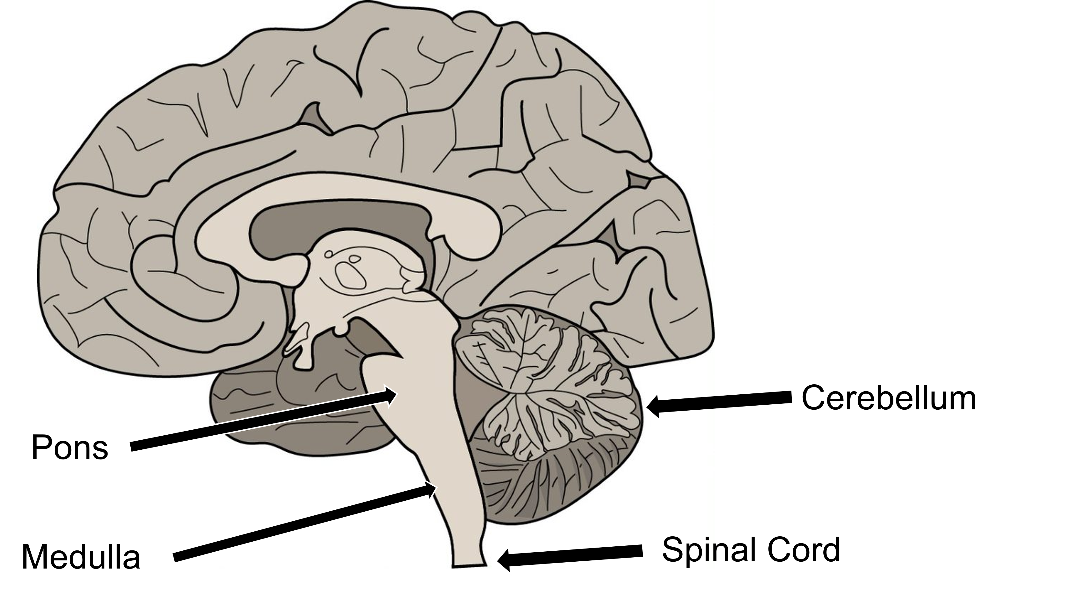 Image of structures of the rhombencephalon