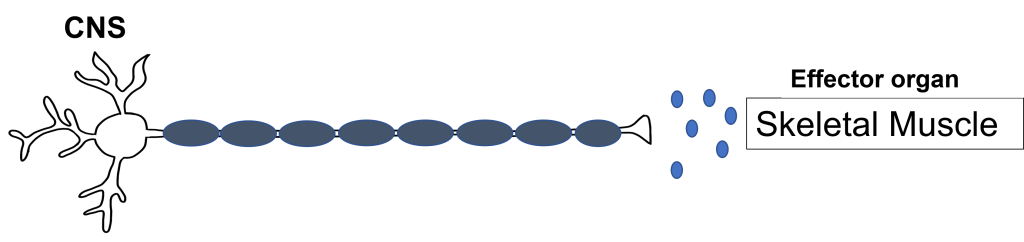 Somatic nervous system neuron that has a cell body within the central nervous system and extends an axon all the way to the target tissue of skeletal muscles where it releases acetylcholine.