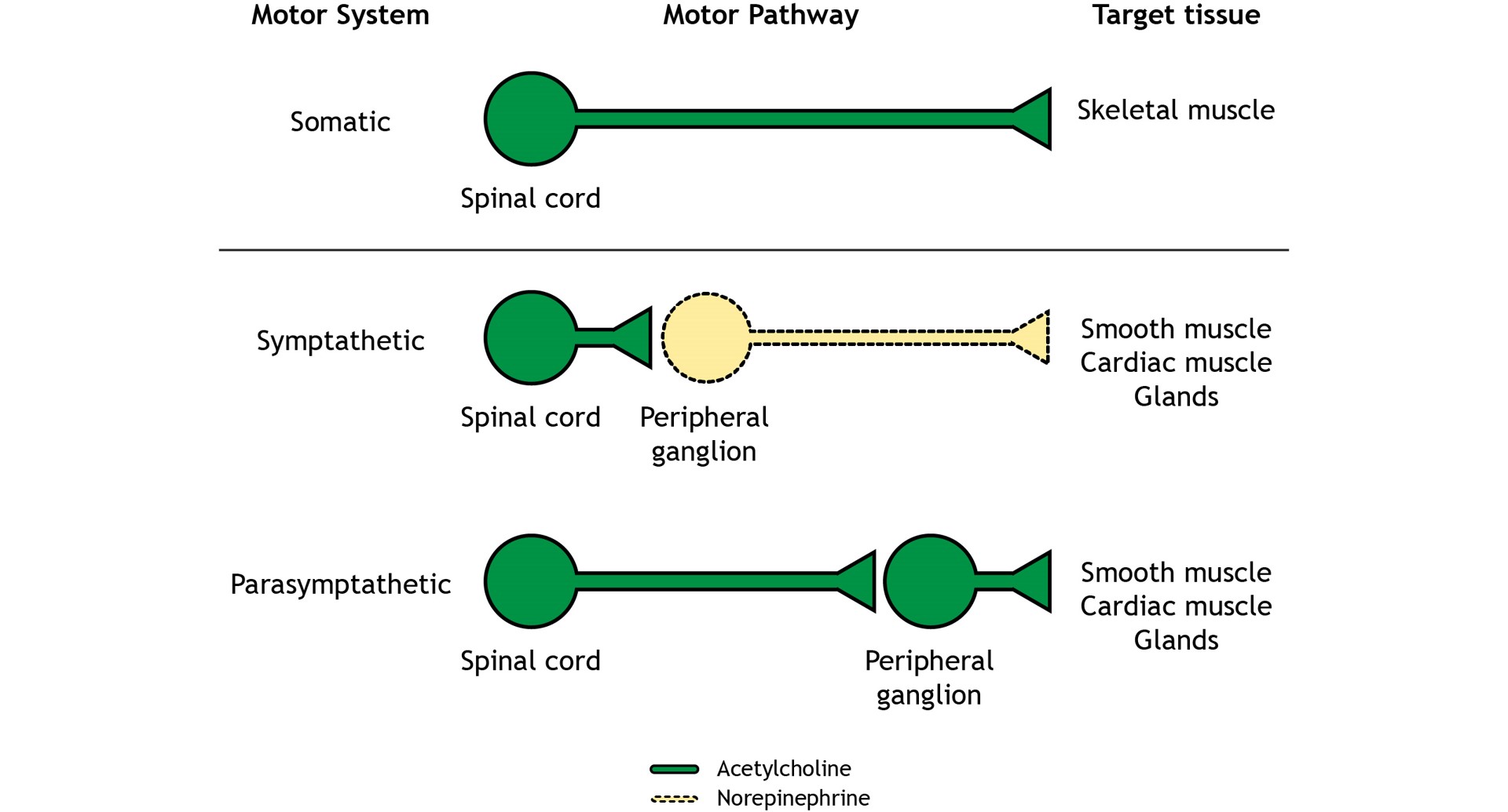 A comparison of the one neuron pathway of the somatic motor system and the two-neuron pathway of the sympathetic and parasympathetic nervous system pathways. Details in caption and text.