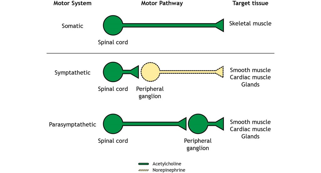 A comparison of the one neuron pathway of the somatic motor system and the two-neuron pathway of the sympathetic and parasympathetic nervous system pathways.