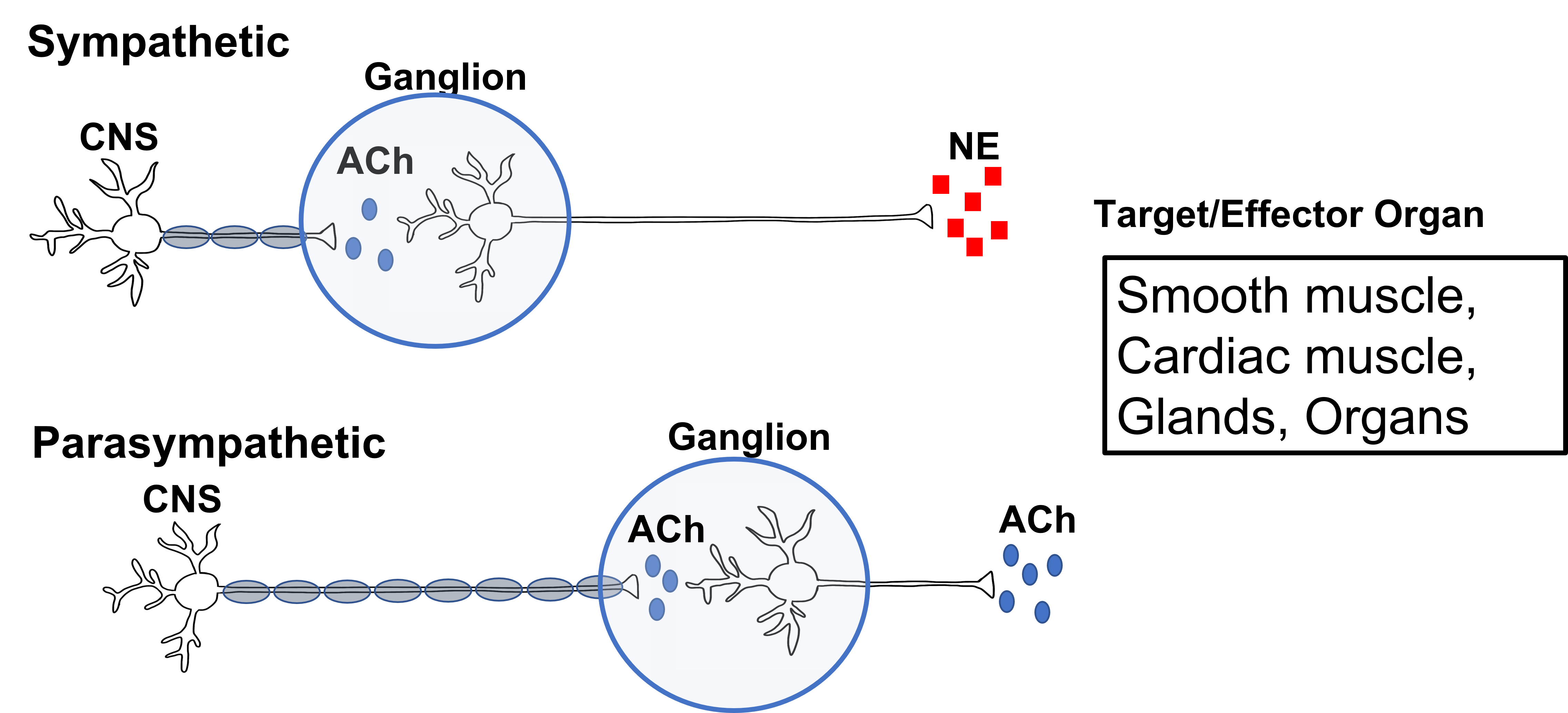 Image of differences in anatomy between the sympathetic and parasympathetic nervous system. Details in the caption and text.