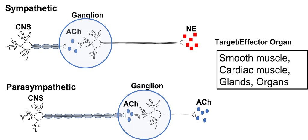 Image of differences in anatomy between the sympathetic and parasympathetic nervous system.