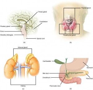 The pituitary gland, shown in figure A, sits at the base of the brain, just above the brain stem. It is lobe-shaped and hangs down from the hypothalamus, to which it is connected to via a narrow stalk. The anterior part of the pituitary is toward the front, and the posterior end is toward the back. The parathyroid glands, shown in figure B, are round structures located on the surface of the right and left lobes of the thyroid gland. In the illustration shown, there are two parathyroid glands on each side, and one is located above the other. Shown in figure C, the adrenal glands are lumpy, irregular structures located on top of the kidneys. Figure D shows the pancreas. It is a flattened, elongated lumpy organ, narrower at one end; and is tucked between the stomach and intestine.