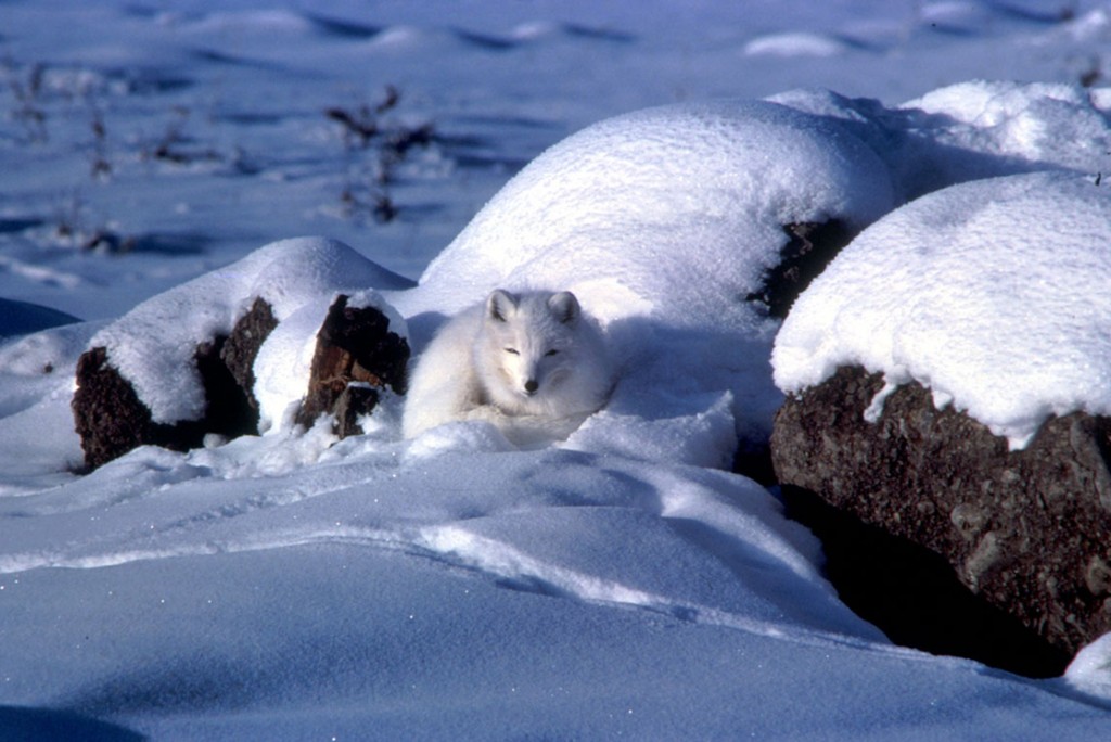 a white arctic fox that blends in with the snow.