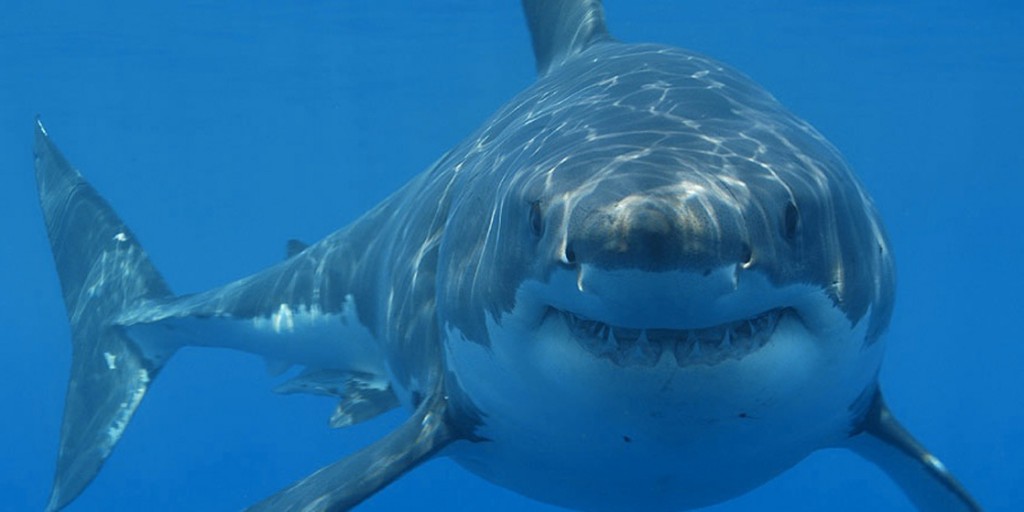 a great white shark.