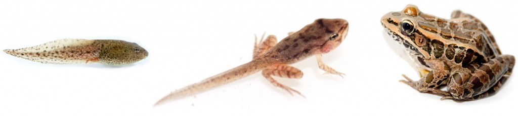 a small tadpole transforms into a frog with a long tail and then into an adult frog.