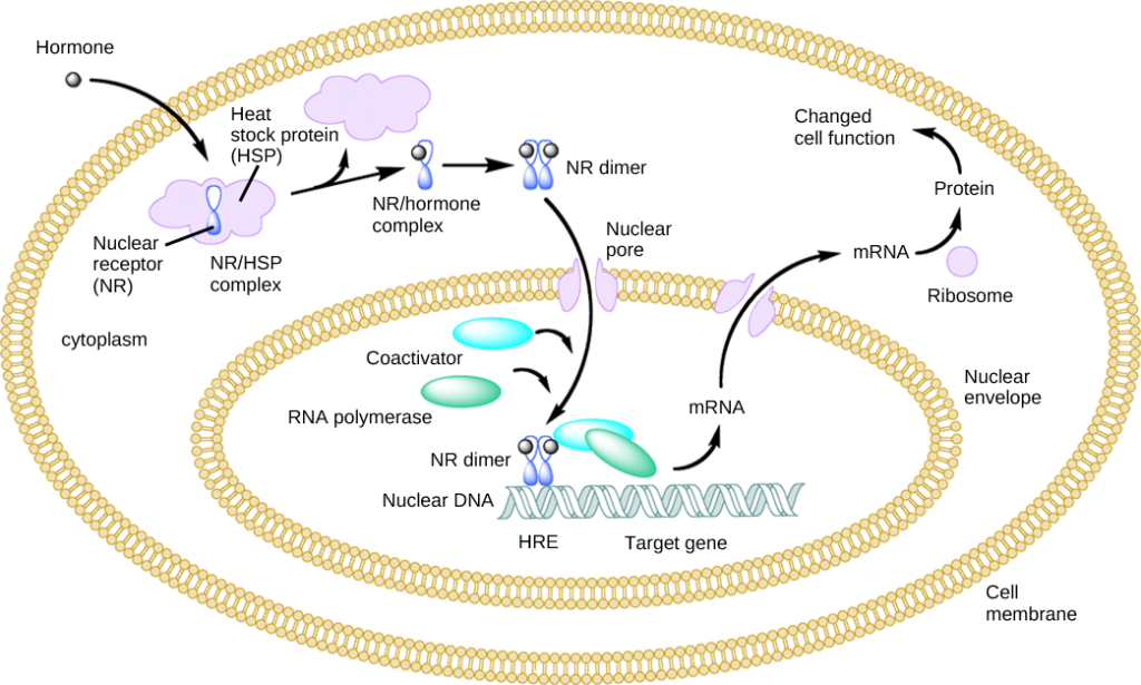 Illustration shows a hormone crossing the cellular membrane and attaching to the N R slash H S P complex. The complex dissociates, releasing the heat shock protein and a N R slash hormone complex. The complex dimerizes, enters the nucleus, and attaches to an H R E element on D N A, triggering transcription of certain genes.