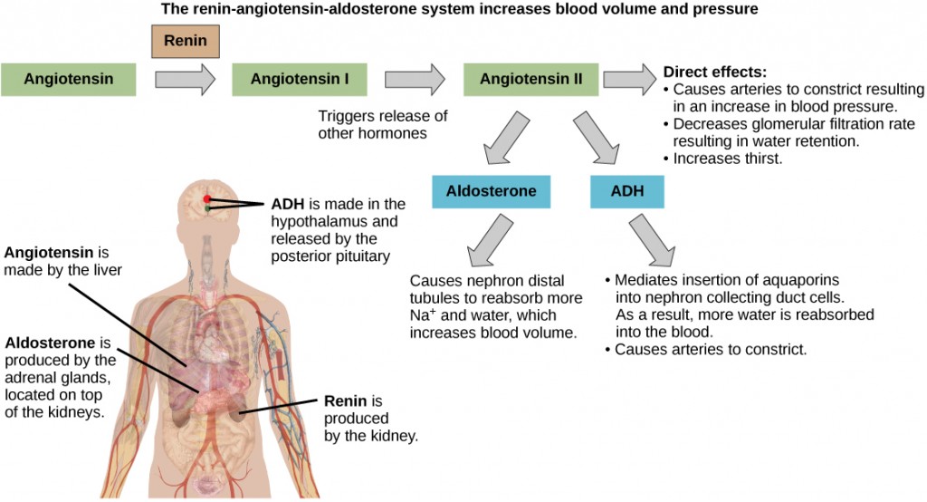 The Renin-angiotensin-aldosterone pathway involves four hormones: renin, which is made in the kidney, angiotensin, which is made in the liver, aldosterone, which is made in the adrenal glands, and A D H, which is made in the hypothalamus and secreted by the posterior pituitary. The adrenal glands are located on top of the kidneys, and the hypothalamus and pituitary are in the brain. The pathway begins when renin converts angiotensin into angiotensin I. Angiotensin I is the converted into angiotensin I I. Angiotensin I I has several direct effects. These include arterial constriction, which increases blood pressure, decreasing the glomerular filtration rate, which results in water retention, and increasing thirst. Angiotensin I I also triggers the release of two other hormones, aldosterone and A D H. Aldosterone causes nephron distal tubules to reabsorb more sodium and water, which increases blood volume. A D H moderates the insertion of aquaporins into the nephridial collecting ducts. As a result, more water is reabsorbed by the blood. A D H also causes arteries to constrict.